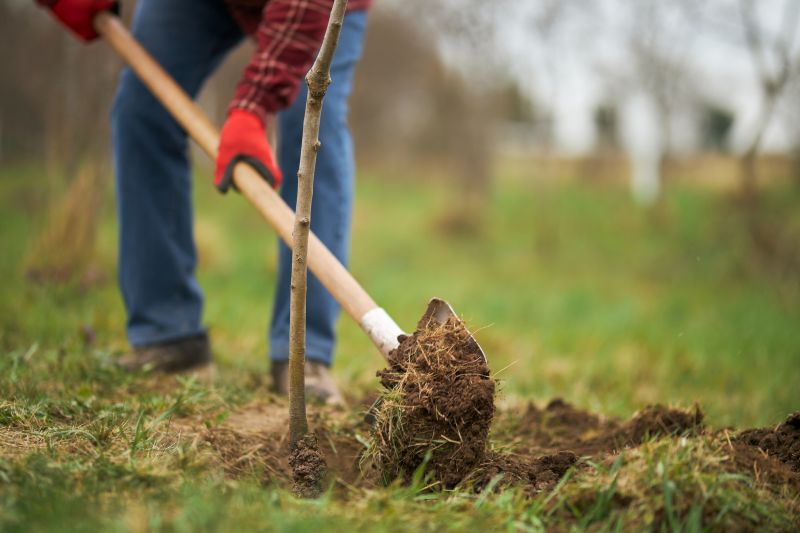 Apple Tree Planting in Ventura County, CA
