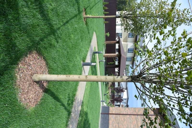 Apple Tree Planting in Ventura County, CA