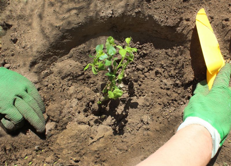 Bush Replacement in Ventura County, CA