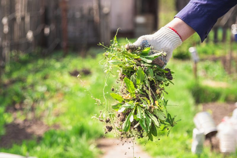 Flower Bed Cleanup Service in Ventura County, CA