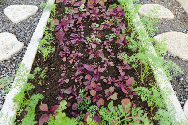 Hedge Planting in Ventura County, CA
