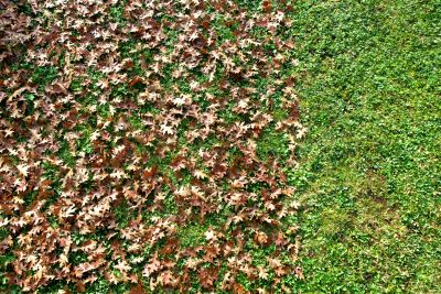 Landscaping Cleanup Service in Honolulu, HI