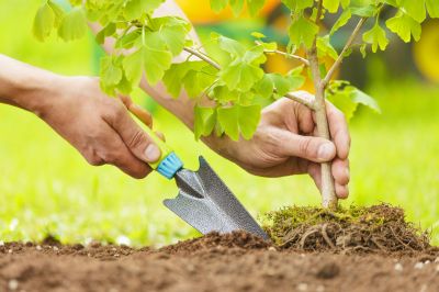 Maple Tree Planting in Honolulu, HI