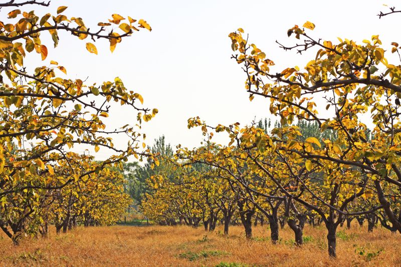 Orchard Planting in Ventura County, CA