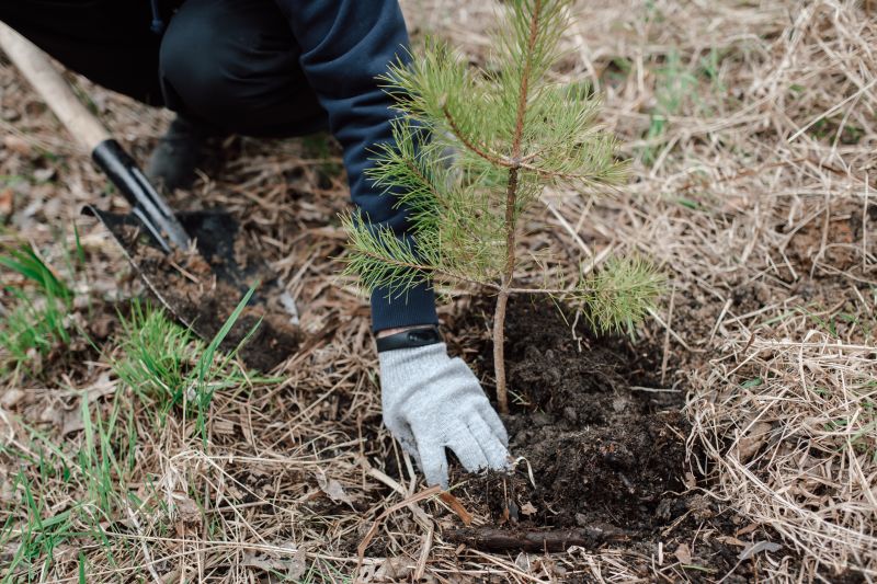 Palm Tree Planting in Honolulu, HI