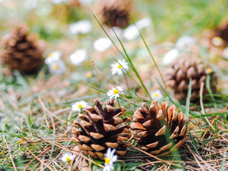 Pine Needles Removal in Ventura County, CA