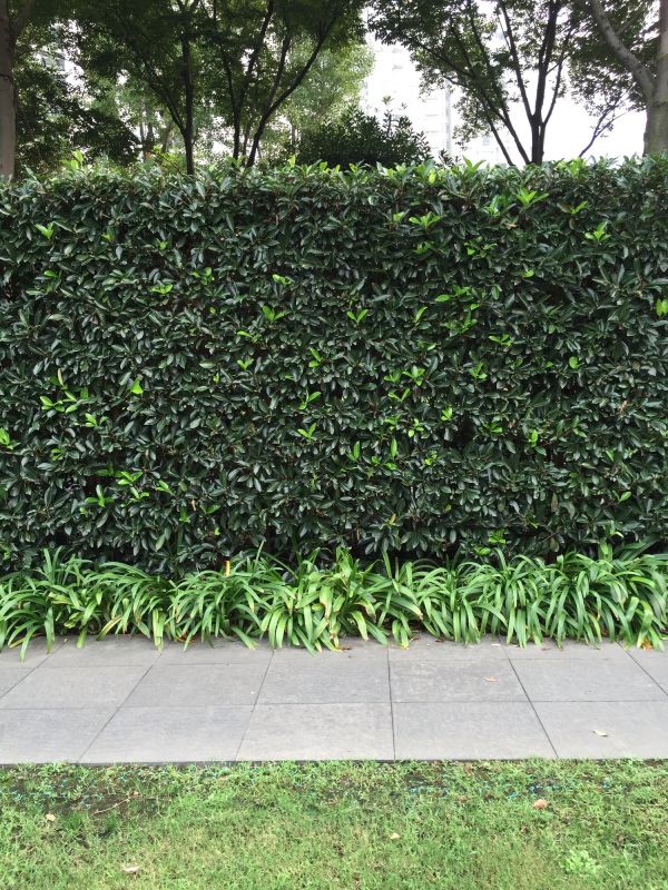 Shrub Replacement in Ventura County, CA