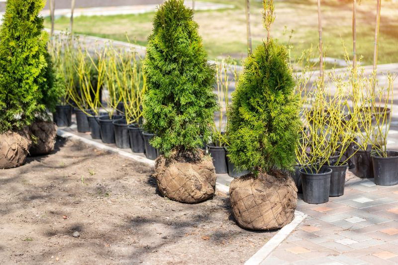 Shrub Replacement in Honolulu, HI