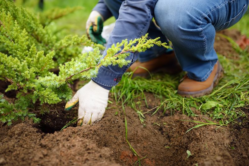 Tree Installation Service in Ventura County, CA