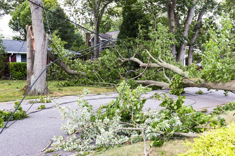Tree Limb Cleanup in Ventura County, CA