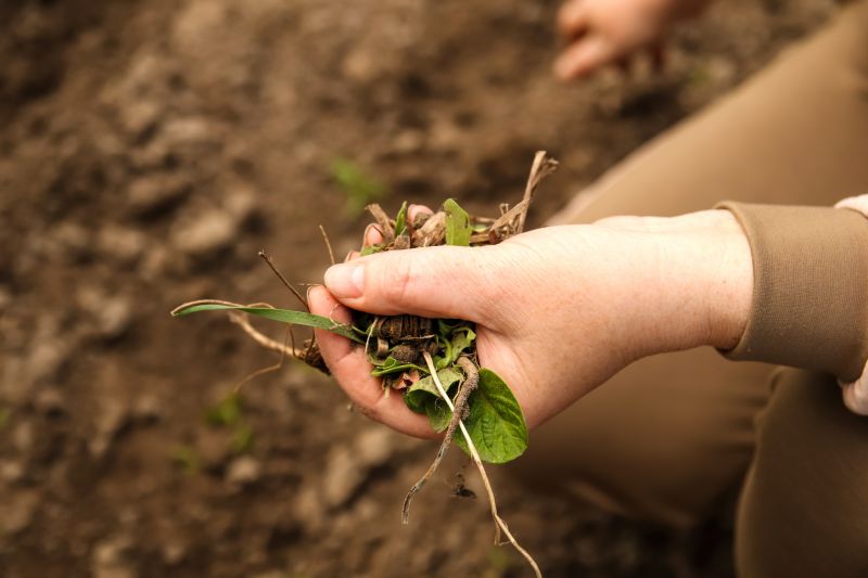 Weeding Service in Rockwall, TX
