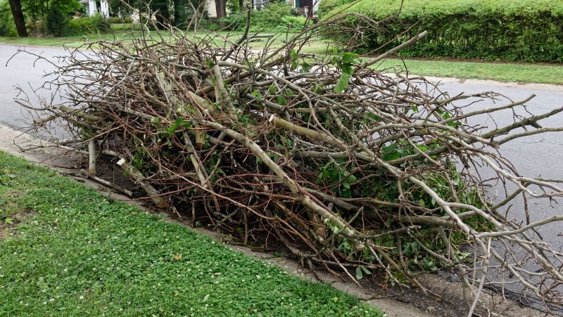 Fallen Branch Removal in Ventura County, CA