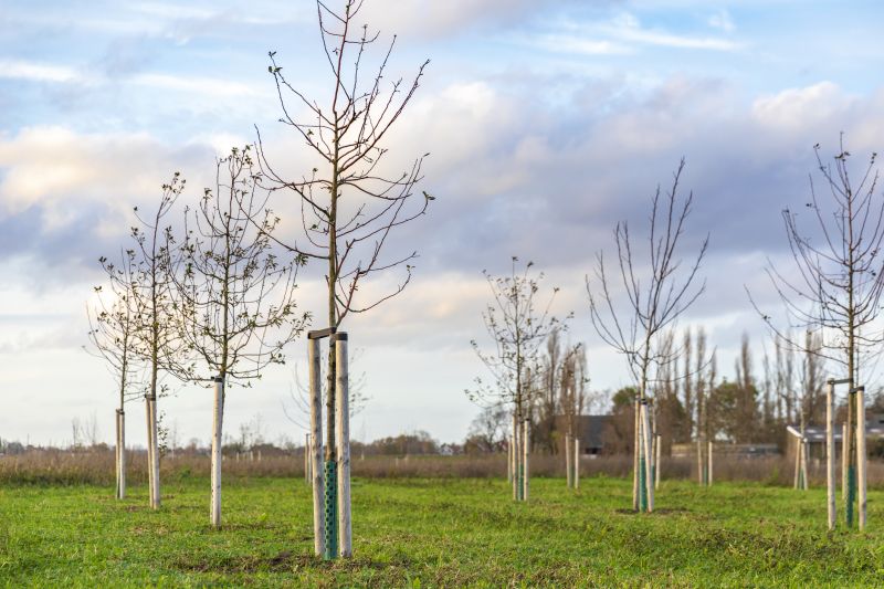 Tree Installation Service in Ventura County, CA