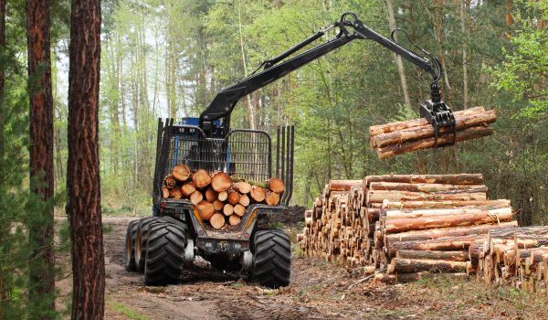 Log Removal Service