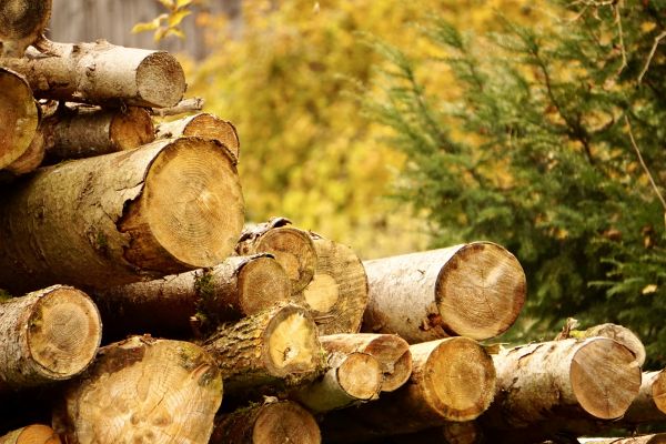 Wood Pile Removal