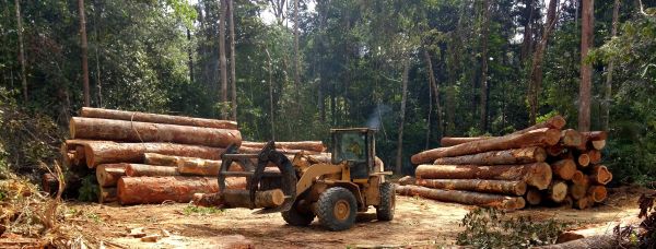 Timber Removal Service