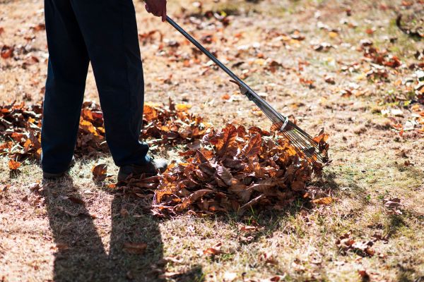 Foliage Removal